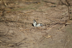 Tatochila