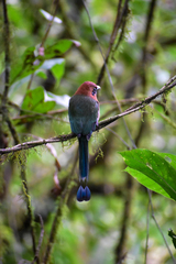 Electron platyrhynchum