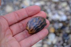 Bulla quoyii