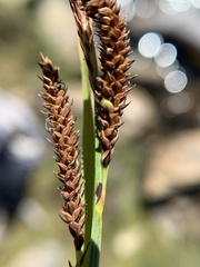 Carex spectabilis