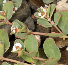 Euphorbia albomarginata