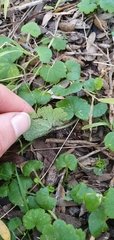Hydrocotyle laxiflora