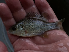 Lepomis microlophus