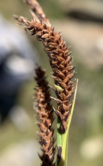 Carex spectabilis