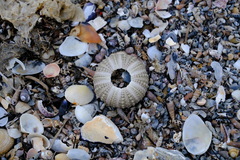 Heliocidaris erythrogramma