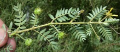 Tribulus terrestris