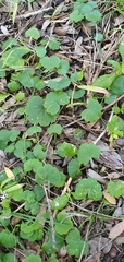 Hydrocotyle laxiflora
