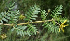 Tribulus terrestris