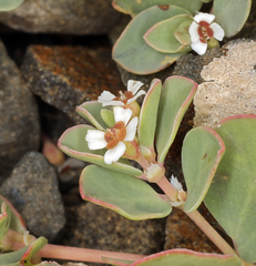 Euphorbia albomarginata