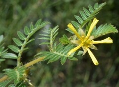 Tribulus terrestris