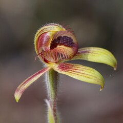 Caladenia discoidea