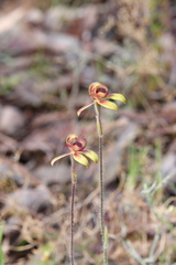 Caladenia discoidea