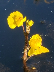 Utricularia macrorhiza
