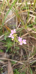 Stylidium debile