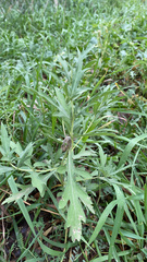 Ambrosia psilostachya