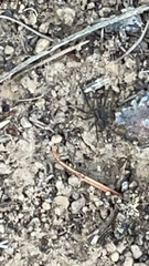 Lycosidae