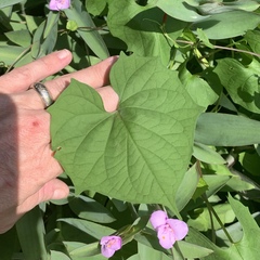 Ipomoea coccinea