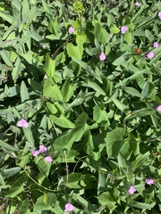 Ipomoea coccinea