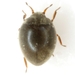 Physemus minutus - Photo (c) Mike Quinn, Austin, TX, some rights reserved (CC BY-NC), uploaded by Mike Quinn, Austin, TX