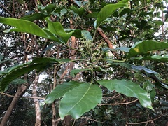 Melicope semecarpifolia