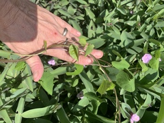 Ipomoea coccinea