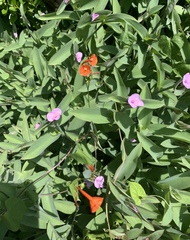 Ipomoea coccinea