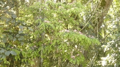 Calliandra selloi