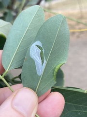 Macrosaccus robiniella