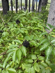 Sambucus racemosa melanocarpa