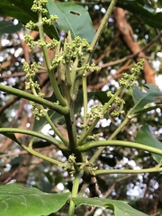 Melicope semecarpifolia