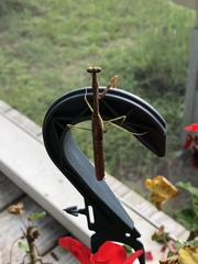 Stagmomantis carolina