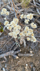 Pseudognaphalium