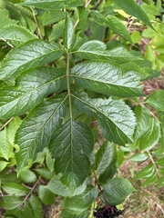 Sambucus racemosa melanocarpa