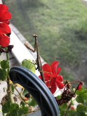 Stagmomantis carolina