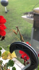 Stagmomantis carolina