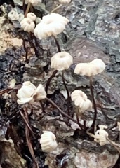 Paragymnopus perforans