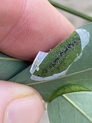 Macrosaccus robiniella