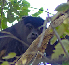 Alouatta caraya