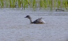 Poliocephalus poliocephalus