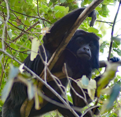 Alouatta caraya