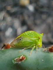 Stictocephala militaris