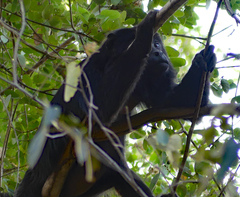 Alouatta caraya