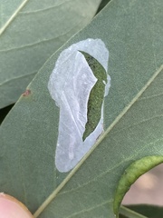 Macrosaccus robiniella
