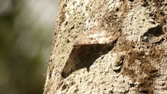 Hamadryas