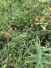 Castilleja miniata miniata