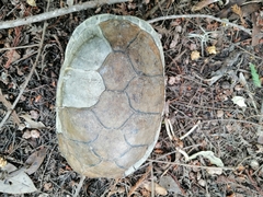 Kinosternon integrum