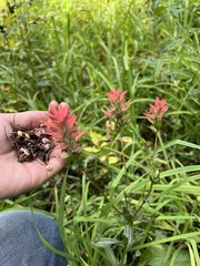 Castilleja miniata miniata