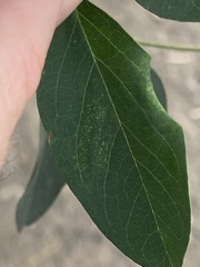 Macrosaccus robiniella
