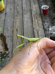 Stagmomantis carolina