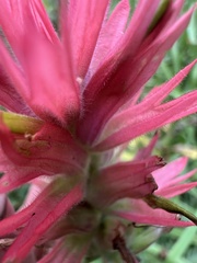 Castilleja miniata miniata